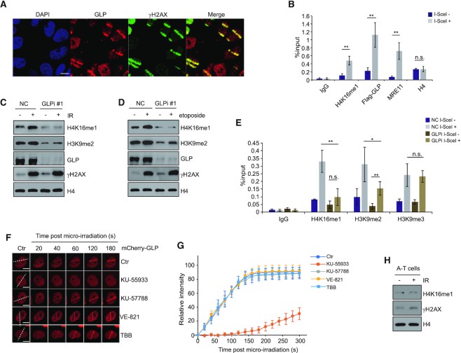GLP catalyzes H4K16me1 in response to DNA damage in an ATM-dependent manner.