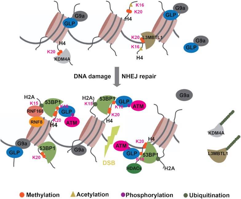 GLP-mediated H4K16me1 promotes 53BP1 recruitment in response to DNA damage.