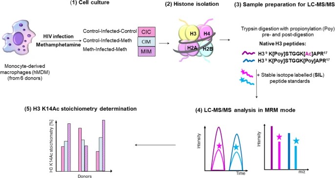 Histone PTM Quantification: Label-Free vs Label-Based Mass Spectrometry