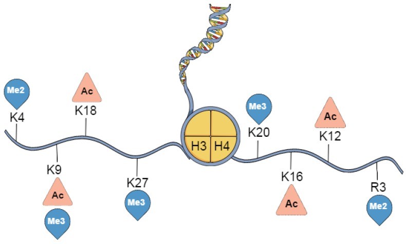 Histone PTMs and Cancer: Beyond Classical Oncogenes