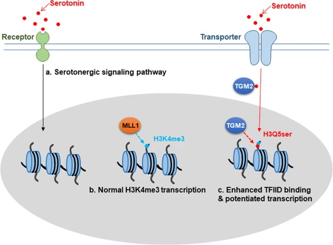 Histone PTMs and Serotonin: Neuroepigenetic Insights