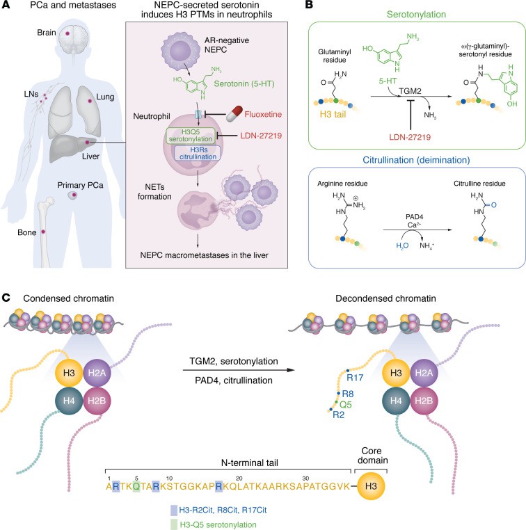 Serotonin promotes NEPC metastasis in the liver via posttranslational modification of H3 in neutrophils and increases NET formation.