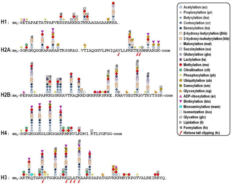 Histone PTMs in Developmental Disorders: Epigenetic Errors and Disease Pathways