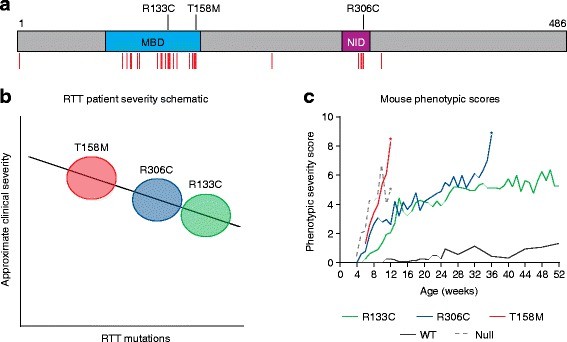 Analysis of point mutations responsible for Rett syndrome (RTT) in human and mouse.