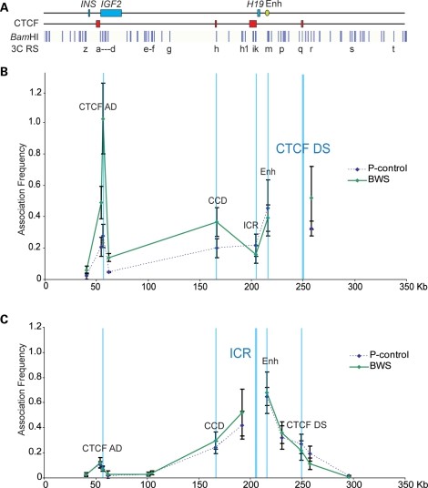 Looping profile of cell lines from BWS patients with the gain of methylation at the ICR.