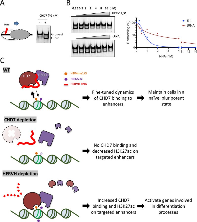 The interaction between HERVH and CHD7 prevents chromatin remodeling mediated by CHD7.