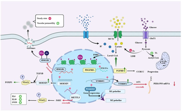 Lactate acts as a signaling molecule to affect gene transcription and immune evasion via histones and non-histone lysine lactylation.