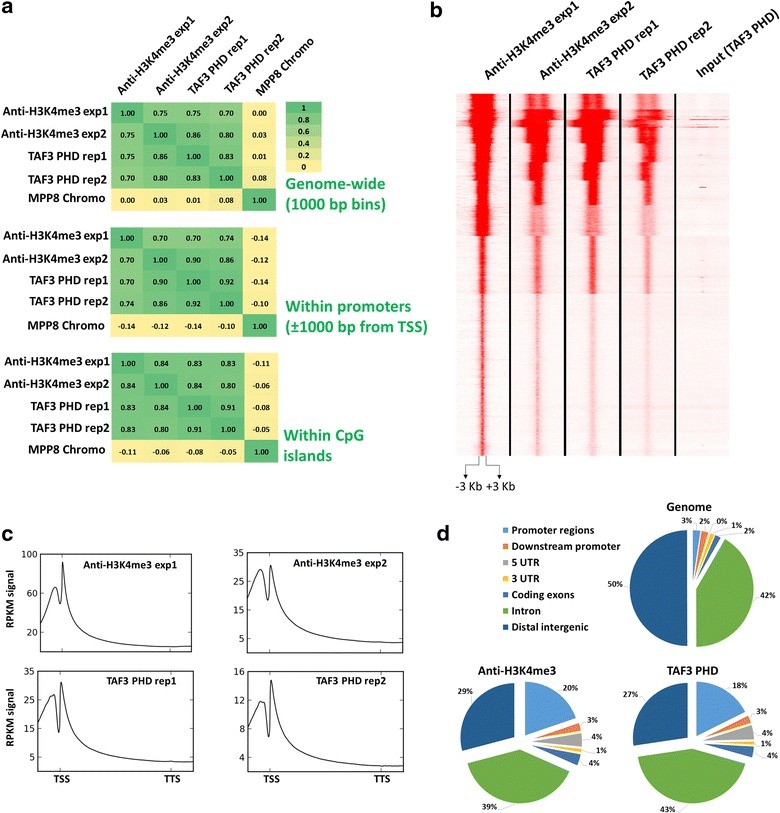 Recombinant Antibodies for Histone PTMs: Expanding Research Precision