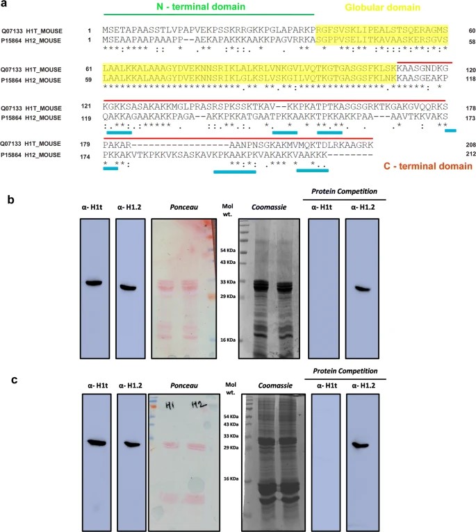 Generation and validation of specificity of H1t-specific antibodies.