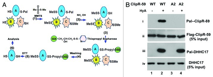 A thiopropyl capture S-acylation protein assay.