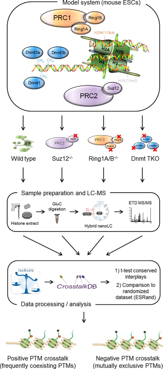 Histone PTM Combinatorial Codes: How to Analyze and Interpret Crosstalk Events