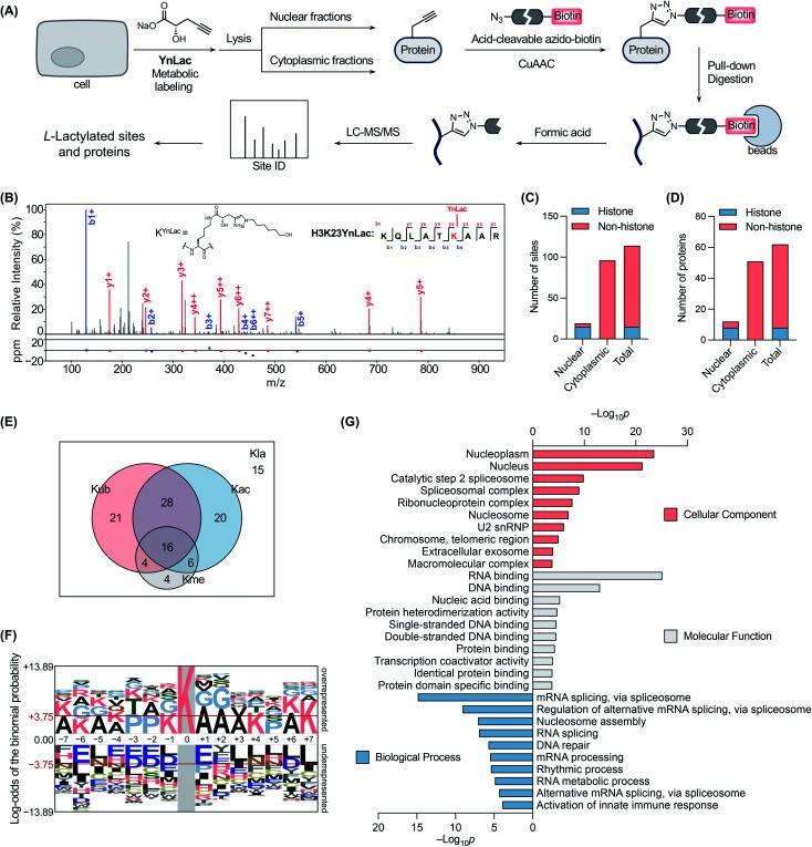Chemical proteomic profiling of protein lactylation with YnLac.