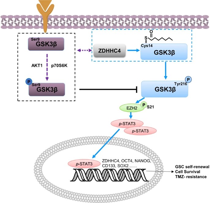 Schematic showing that ZDHHC4-mediated GSK3β palmitoylation promotes GBM TMZ-resistance.