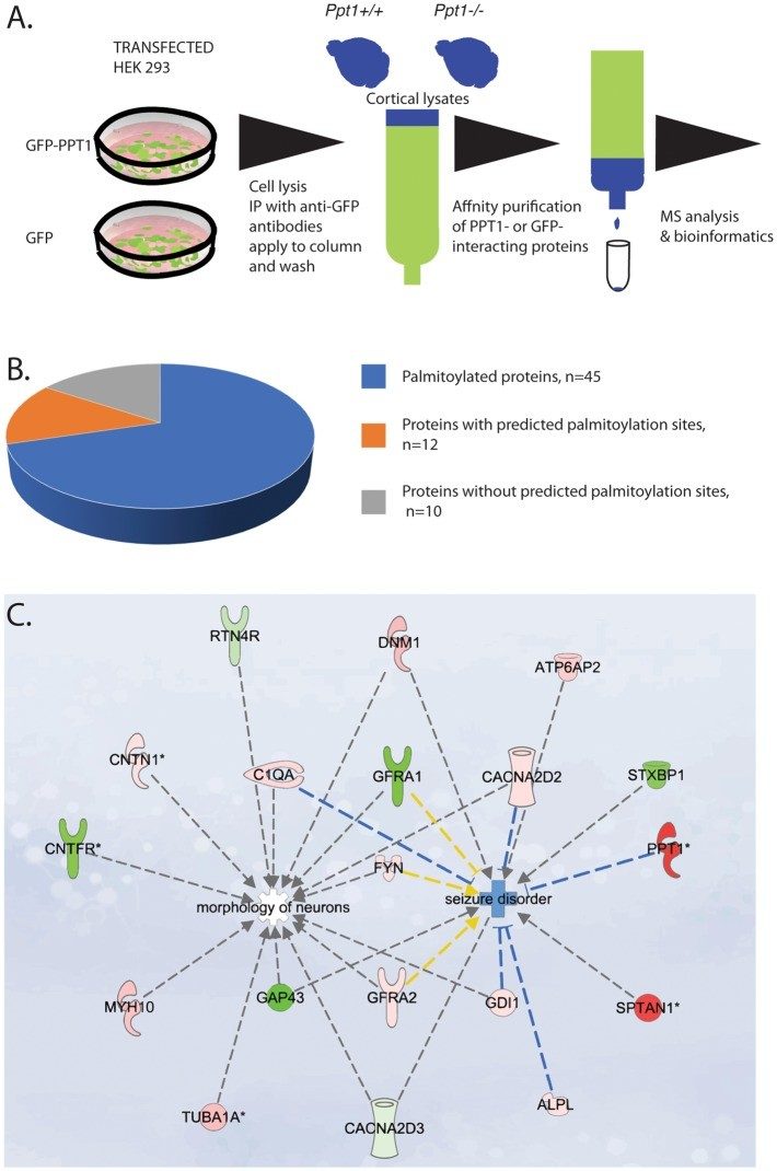 Schematic presentation of the proteomics work flow.