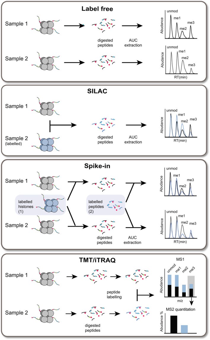 MS‐based histone PTM quantitation strategies.