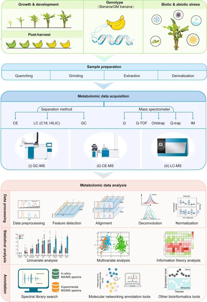 A general workflow for MS-based plant metabolomics study.