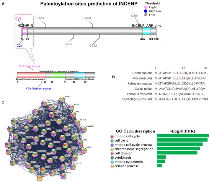 Palmitoylation sites of INCENP and its function in cancer stem cell.