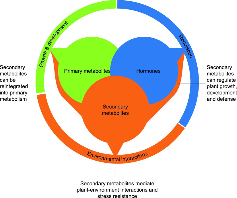 Low molecular weight compounds in plants are functionally classified as primary metabolites, secondary metabolites, or hormones.