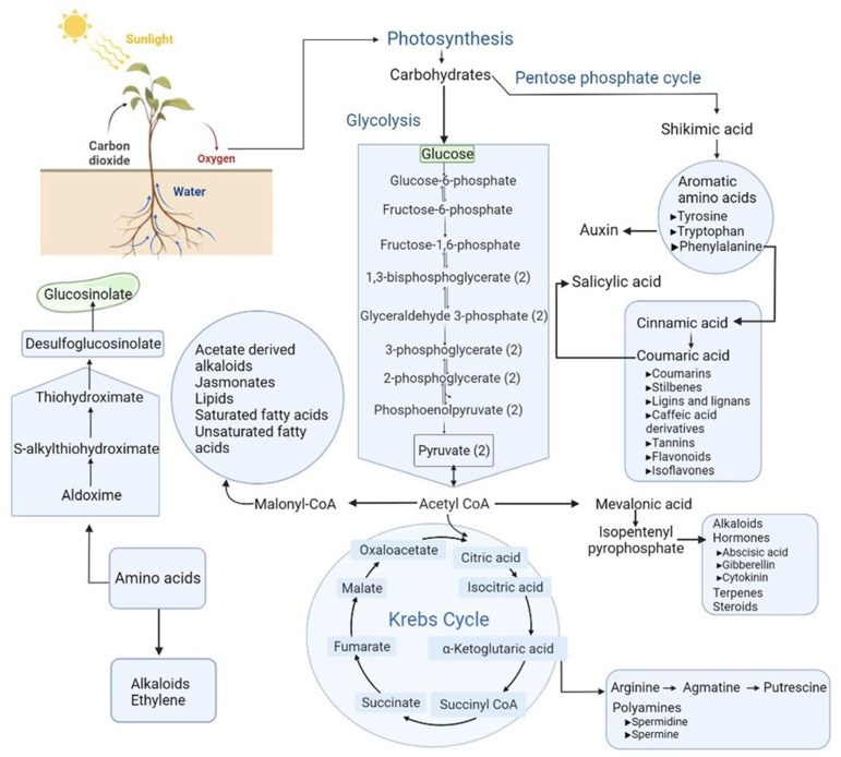 Responses of primary metabolites and their derived specialized metabolites to abiotic and biotic stresses.