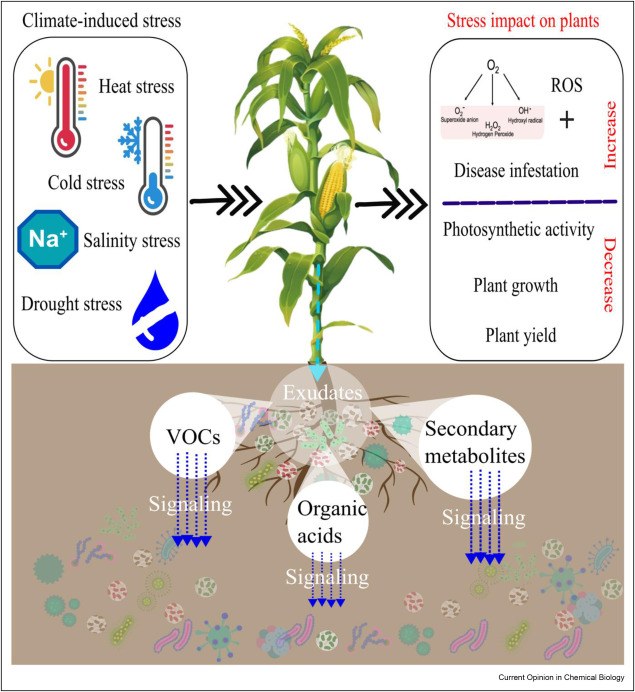 Climate-induced stress and metabolite-plant-microbe interaction.