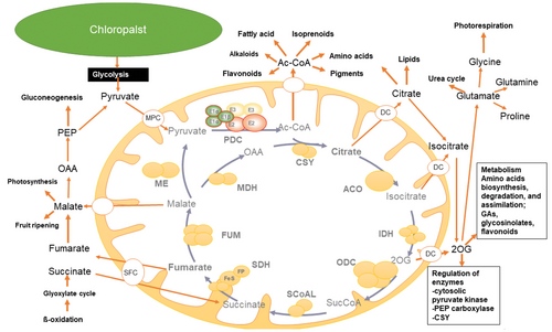 Schematic overview of the TCA cycle and the complex metabolic network.