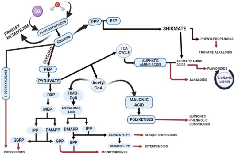 Schematic illustration of biosynthetic pathways for secondary metabolite production.