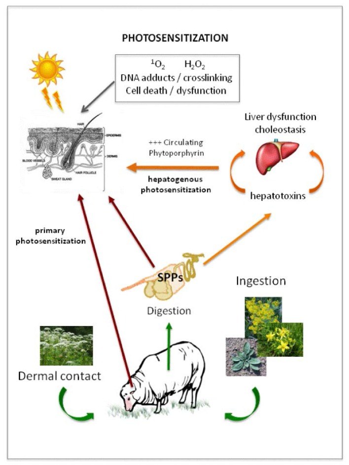 Modes of delivery to the skin of common photosensitizing compounds affecting domestic livestock in primary or hepatogenic photosensitization.