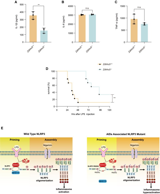 ZDHHC5 is required for NLRP3 inflammasome activation in vivo.