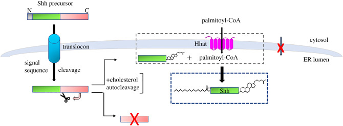 Shh biosynthesis and processing.