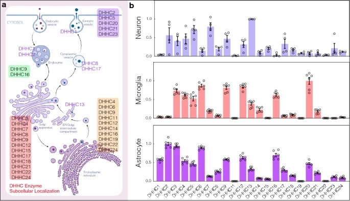 Distribution and expression patterns of the DHHC family in brain cells.