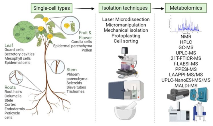 Future Perspectives in Plant Metabolomics and Systems Biology