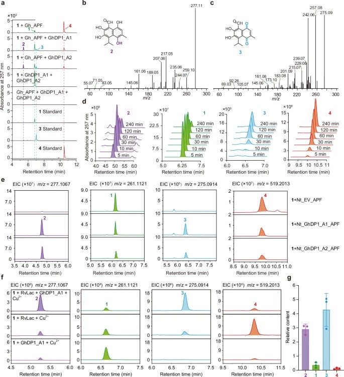 Figure 2：GhDP1 Functional Chromatogram Analysis.