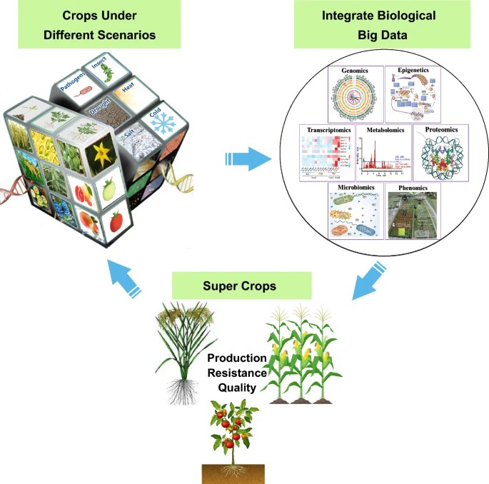 Figure 3. Strategy for breeding superior crops based on the results of multi-omics analysis.