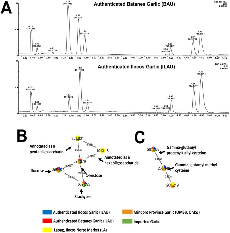 Figure 3. Base peak chromatograms of identified garlic samples and the resulting molecular network. 