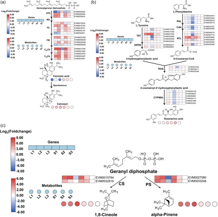 Figure 4. The biosynthetic pathway of main antioxidant components in rosemary.