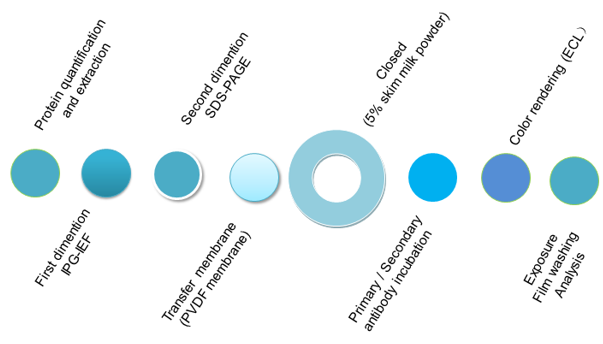 The Workflow of 2D-Western Blot Assay