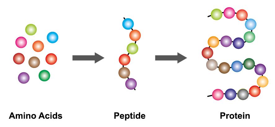 Amino Acid Analysis: Unveiling the Secrets of Protein Composition and Metabolism