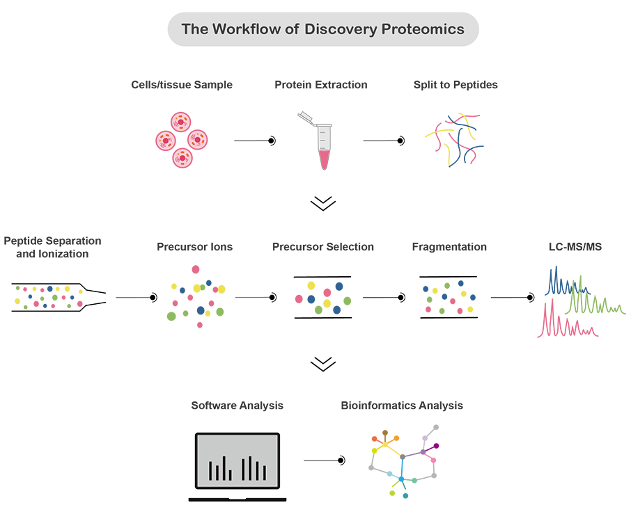 The Workflow of Discovery Proteomics