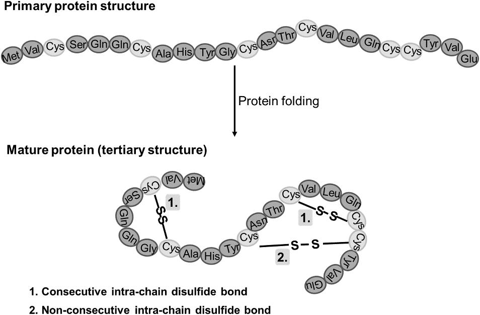 Disulfide Bridges in Proteins: Formation, Function, and Analysis Methods