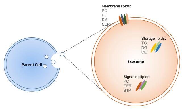 Exosome Lipidomics Service