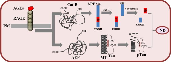 Exploring the Power of Data Independent Acquisition Proteomics in Comprehensive Protein Analysis