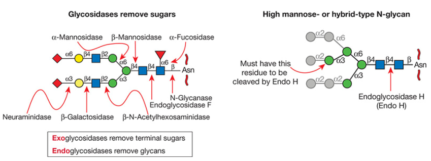 Glycan Sequencing