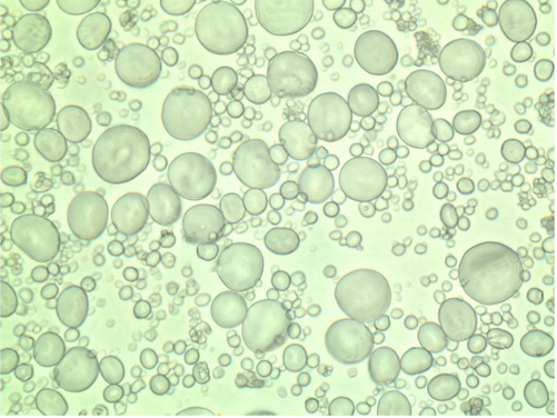 Granule Size Distribution Analysis