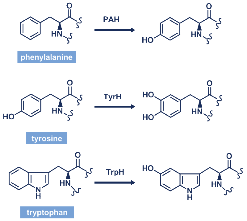Protein Hydroxylation