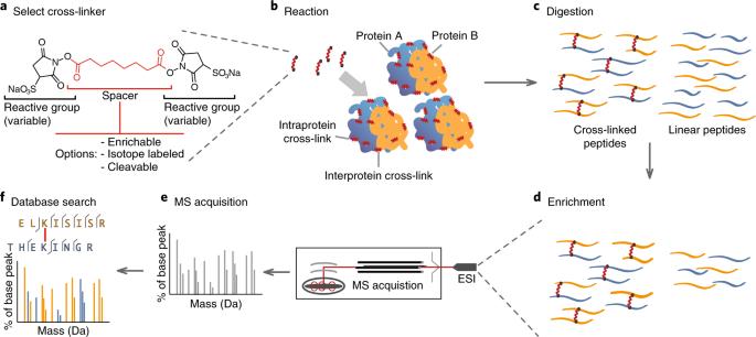 General CLMS workflow