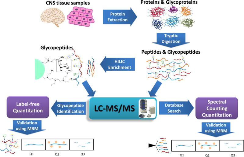 LC-MS/MS approaches of Proteomics and Glycoproteomics