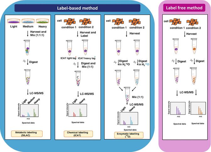 General scheme of quantitative proteomics