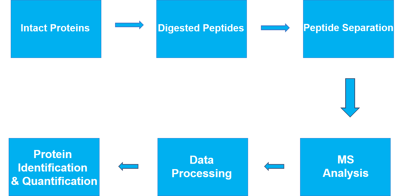 Label-free Quantification Service