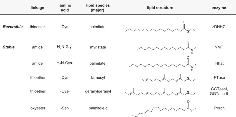 Major lipid modifications of proteins