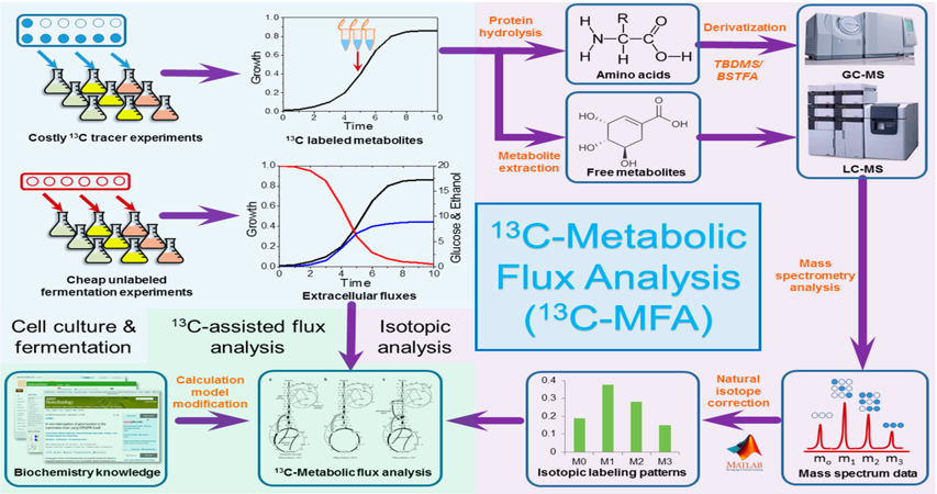 Metabolic Flux Analysis (MFA)